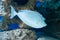 Naso unicornis - bluespine unicornfish