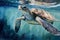 In Nassau, Bahamas, a young Hawksbill turtle is swimming