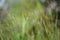 Nassella neesiana also called Chilean needle grass, Chilean needlegrass, Chilean speargrass, spear grass, Uruguayan tussockgrass