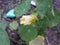 Nasturtium Bloom