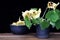 Nasturtium bouquet in a black vase on the background of a Cup with quince, close-up, side view