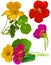 Nasturtium. Bouquet of nasturtium on white background. Nasturtium flowers isolated