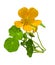 nasturtium. Bouquet of nasturtium on white background. Nasturtium flowers isolated