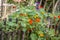 Nasturtium Climbing On Rustic Fence