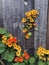 Nasturtium climbing on a rustic fence, yellow, orange