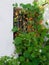 Nasturtium climbing a wall in Casares