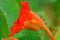 Nasturtium flower