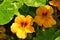 Nasturtium flower