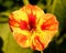 Nasturtium flower