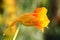 Nasturtium flower