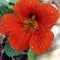 Nasturtium, Flower, Dwarf Cherry Rose