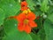 Nasturtium flower and green leaves