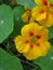 Nasturtium flower and green leaves