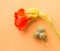 Nasturtium flower with green seeds on orange paper background. Bright red flower with unripe seeds. Top view