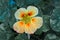 Nasturtium flower (TropaÃ©olum)