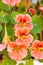 Nasturtium flowers