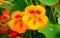 Nasturtium flowers