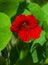 Nasturtium flowers.Beautiful flowers of nasturtiums. Nasturtium plants in the garden