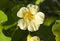 Nasturtium Indian cress flowers