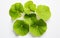 Nasturtium Leaf against a White Background -Generative Ai