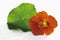 Nasturtium, leaf and flower