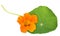 Nasturtium leaf with flower