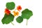 Nasturtium Leaves and Flowers