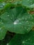 Nasturtium leaves after a rain shower