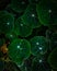 Nasturtium leaves with water droplet