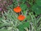 Nasturtium in natural habitat