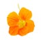 Nasturtium Orange flower