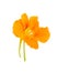 Nasturtium Orange flower