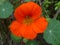 Nasturtium. Orange flower in the garden.