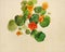 Nasturtium, painted in watercolor