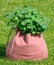 Nasturtium Plant in the Bag on Green Grass