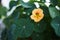 Nasturtium plant with beautiful orange flower grows at the balcony.