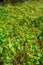 Nasturtium plant is edible and being grown