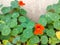 Nasturtium plant literally is nose-twister or  nose-tweaker or nasturtian