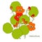 Nasturtium plant orange flowers green leaves for your design