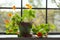 Nasturtium Plant In Pot On Windowsill