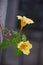 Nasturtium plant with yellow -orange flowers and green leafes , Nasturtium floridanum, Nasturtium officinale