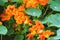 Nasturtium plants flowering in the garden, Tropaeolum majus growing in flowerbed