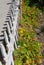 Nasturtium seems to grow wild, California coast