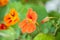 Nasturtium (Tropaeolum)