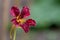 Nasturtium (tropaeolum) flower