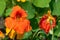 Nasturtium (tropaeolum) flower