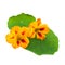 Nasturtium or Tropaeolum flower