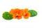 Nasturtium. Tropaeolum majus flowers with green leaves isolated on white