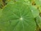 Nasturtium Tropaeolum majus Green leaves leaf and Yellow flower