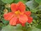 Nasturtium Tropaeolum majus Green leaves leaf and Yellow flower